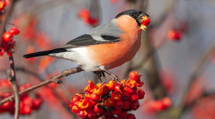 image of bullfinch